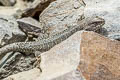 LEnz's Iguana Liolaemus lenzi