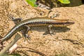 South American Spotted Skink Copeoglossum nigropunctatum