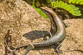 South American Spotted Skink Copeoglossum nigropunctatum