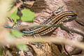 Seven-lined Ameiva Holcosus septemlineatus 