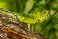 Common Green Forest Lizard Calotes calotes