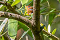 Common Green Forest Lizard Calotes calotes