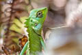 Common Green Forest Lizard Calotes calotes