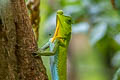 Hump Snout Lizard Lyriocephalus scutatus