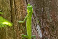 Hump Snout Lizard Lyriocephalus scutatus