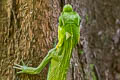 Hump Snout Lizard Lyriocephalus scutatus