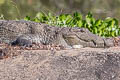 Mugger Crocodile Crocodylus palustris