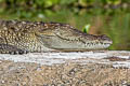 Mugger Crocodile Crocodylus palustris