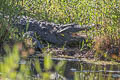 Mugger Crocodile Crocodylus palustris