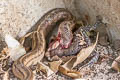 Banded Kukri Snake Oligodon fasciolatus (Small-banded Kukri Snake)