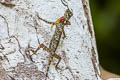 Barred Gliding Lizard Draco taeniopterus (Narrow-lined Gliding Lizard)