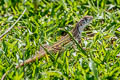 Common Butterfly Lizard Leiolepis belliana (Bell's Butterfly Lizard)