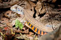 Common Butterfly Lizard Leiolepis belliana (Bell's Butterfly Lizard)