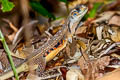 Common Butterfly Lizard Leiolepis belliana (Bell's Butterfly Lizard)