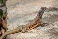 Common Butterfly Lizard Leiolepis belliana (Bell's Butterfly Lizard)