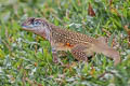 Common Butterfly Lizard Leiolepis belliana (Bell's Butterfly Lizard)