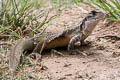 Common Butterfly Lizard Leiolepis belliana (Bell's Butterfly Lizard)