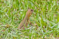 Eastern Butterfly Lizard Leiolepis rubritaeniata