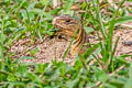 Eastern Butterfly Lizard Leiolepis rubritaeniata