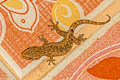 Undescribed Dwarf Gecko Hemiphyllodactylus sp. nov.