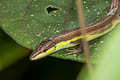 Long-tailed Lizard Takydromus sexlineatus (Long-tailed Grass Lizard)