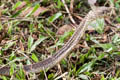 Northern King Cobra Ophiophagus hannah