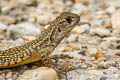 Ocellated Butterfly Lizard Leiolepis ocellata