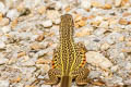 Ocellated Butterfly Lizard Leiolepis ocellata