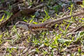 Ocellated Butterfly Lizard Leiolepis ocellata