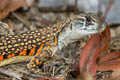 Ocellated Butterfly Lizard Leiolepis ocellata