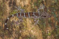 Peters's Bent-toed Gecko Cyrtodactylus peninsularis