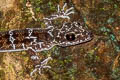 Peters's Bent-toed Gecko Cyrtodactylus peninsularis