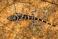 Peters's Bent-toed Gecko Cyrtodactylus peninsularis