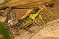 Red-lipped Tree Lizard Acanthosaura rubrilabris