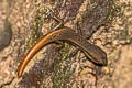 Rock-dwelling Ground Skink Scincella rupicola