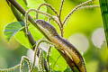 Sunda King Cobra Ophiophagus bungarus