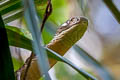 Sunda King Cobra Ophiophagus bungarus