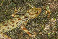 Twin-spotted Rock Gecko Cnemaspis biocellata