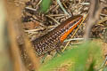 Variable Sun Skink Eutropis macularia (Little Ground Skink)