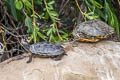 Red-eared Slider Trachemys scripta