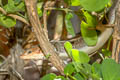 Socotra Mabuya Trachylepis socotrana