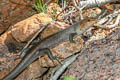 Socotra Mabuya Trachylepis socotrana