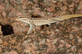 Socotra Rock Gecko Pristurus sokotranus