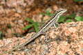 Socotra Rock Gecko Pristurus sokotranus